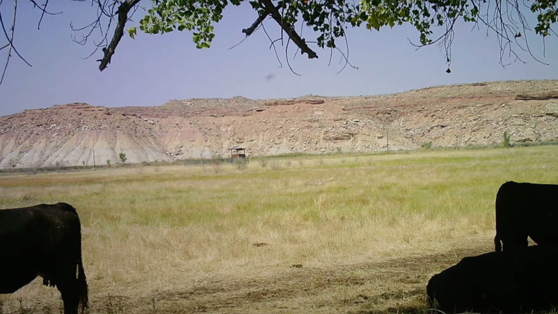 Ranch CCTV shows grazing cattle with a strange blur in the sky