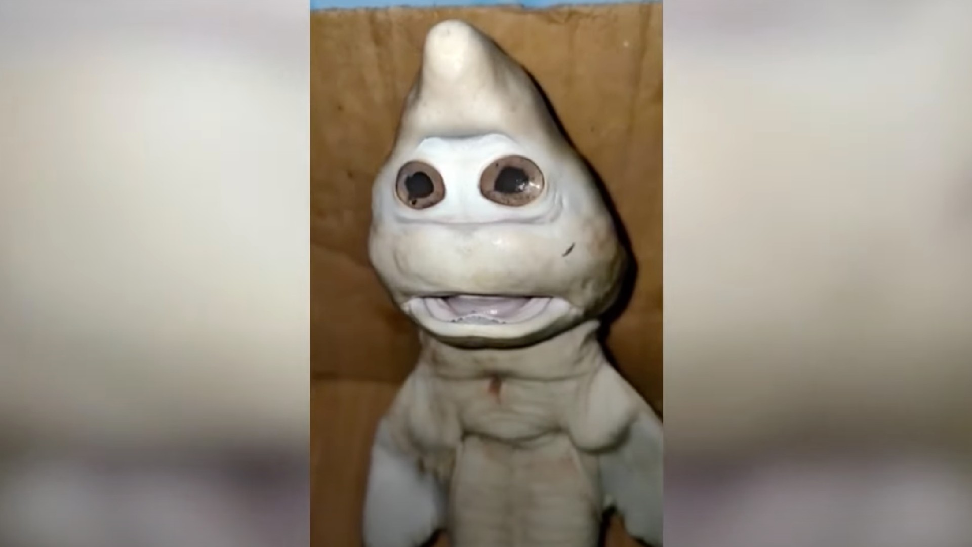 A mysterious sea creature