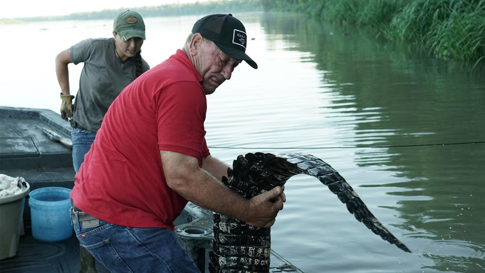 Troy Landry strains has he lifts an alligator by its tail into the boat. Deckhand 'Pickle' Wheat watches on from the background