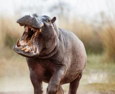 An aggressive hippo charging