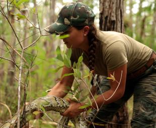Pickle Wheat picking up a large python in the Florida Everglades