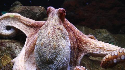 Paul the Octopus