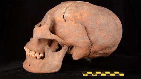 A large elongated skull