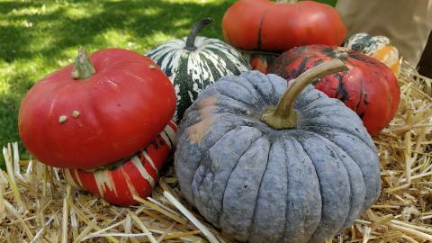A selection of pumpkins and squashes