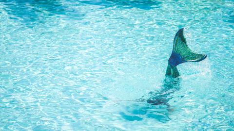 A mermaid tail diving into water