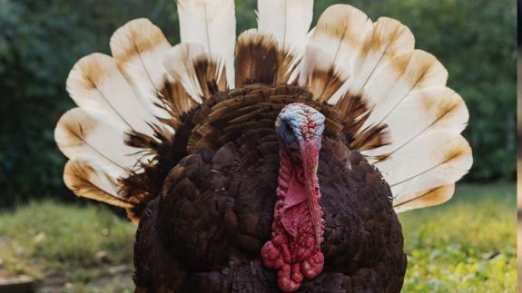 An adult turkey displaying its tail feathers