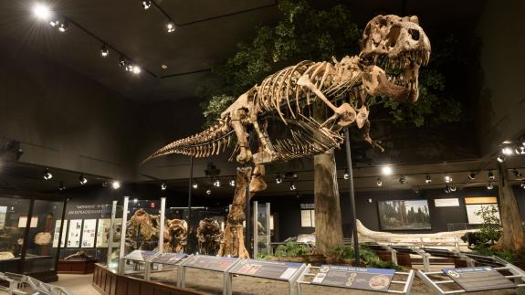 T-Rex skeleton in a museum