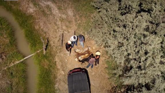 Aerial shot of five men standing over a cow corpse