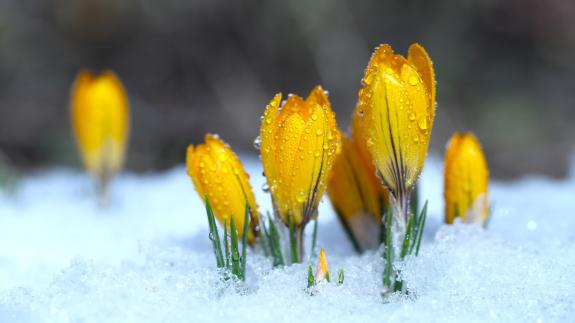 Flowers sprouting through the snow
