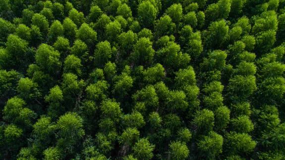 The Woodsman on Sky HISTORY