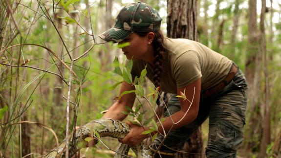 Pickle Wheat picking up a large python in the Florida Everglades