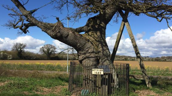 A large oak tree surrounded by a fence and a sign that says 'KETTS OAK 1549'