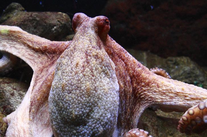 Paul the Octopus