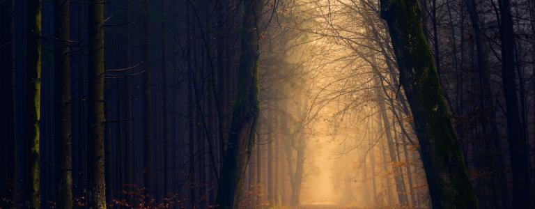Golden forest pathway, lights in a dark forest