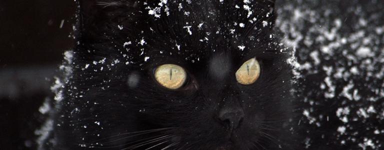 A photo of a black cat , covered in snowflakes