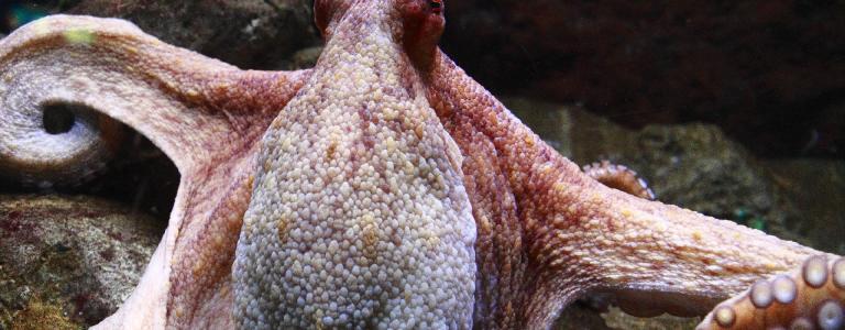 An octopus