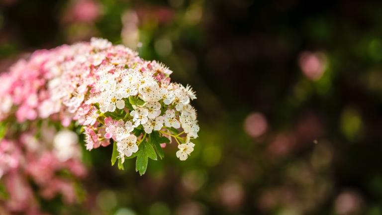 Hawthorn flowers