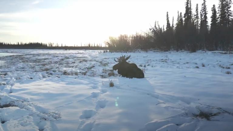 A moose sitting in snow across a frozen landscape